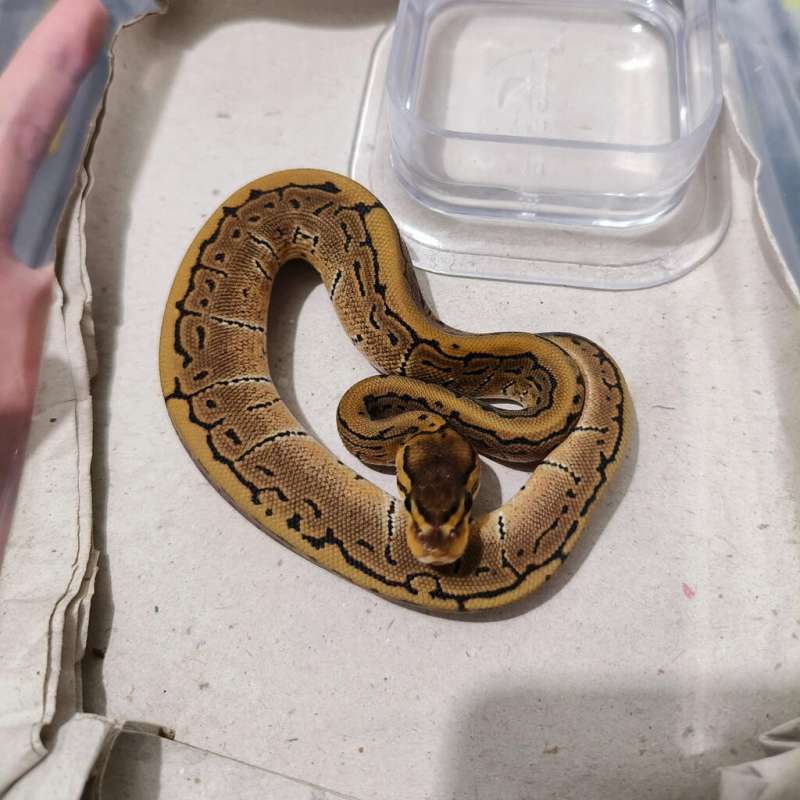 F Pinstripe het Albino 2