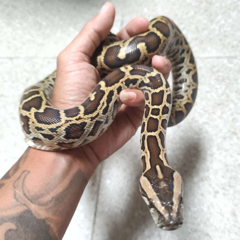 Molurus python juve