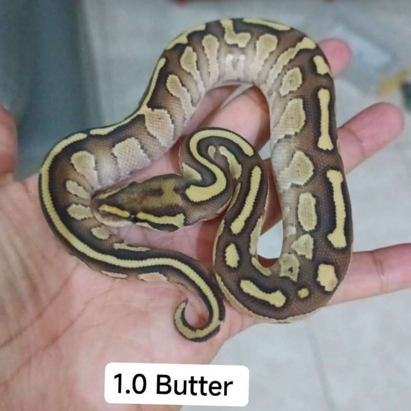 Butter ball python