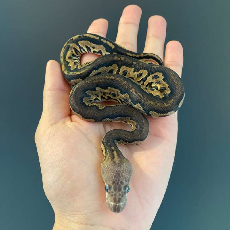 F - Black Pastel Clown het DG