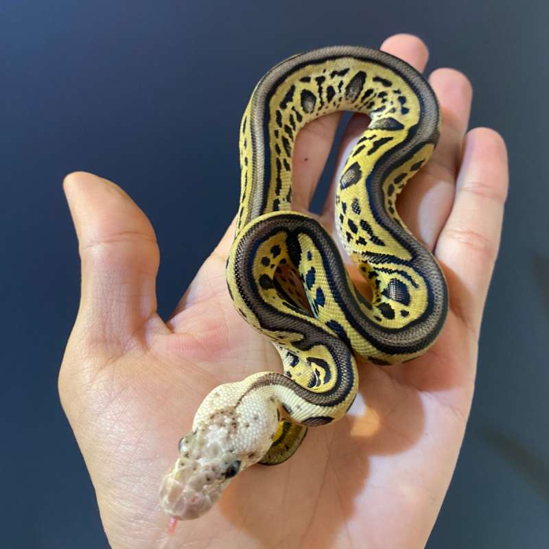 F - Pastel Leopard Clown het DG