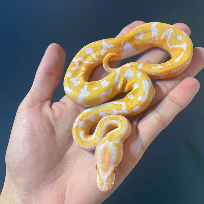 M - Dreamsicle (poss Redstripe)