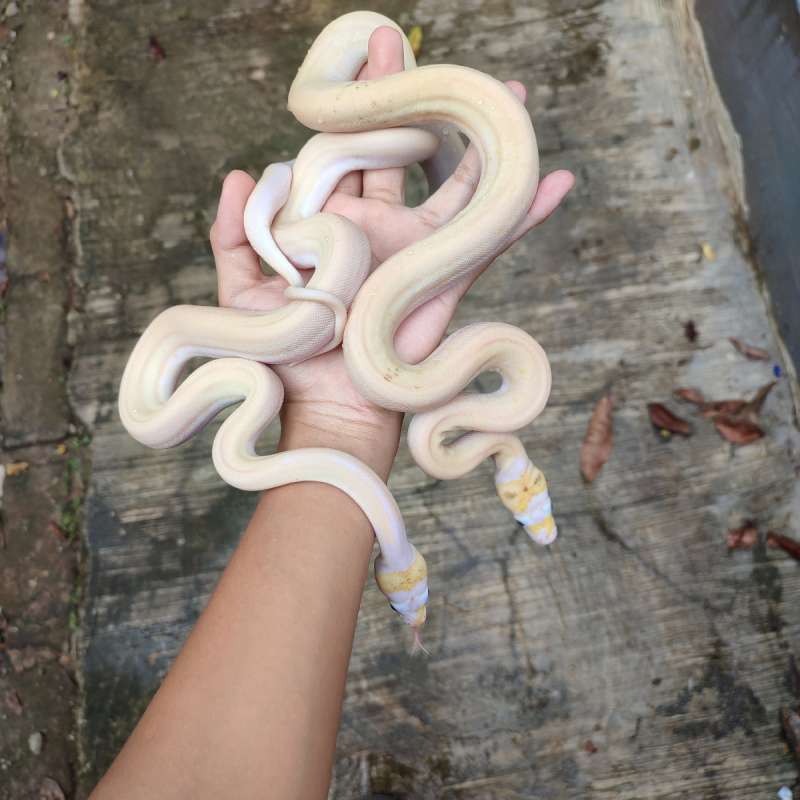 Ivory retic python