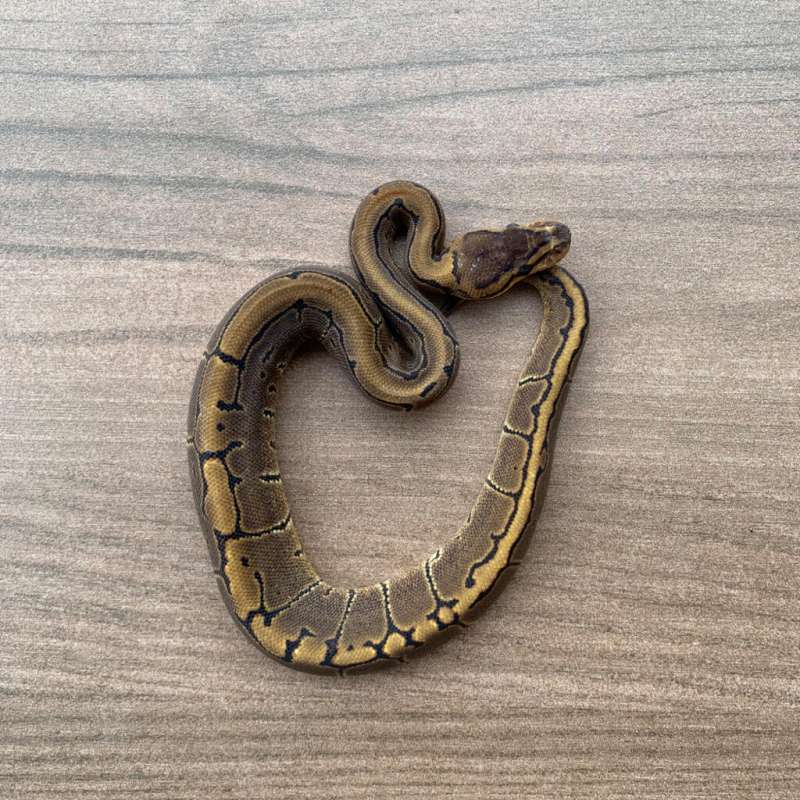 Pinstripe Het Hypo