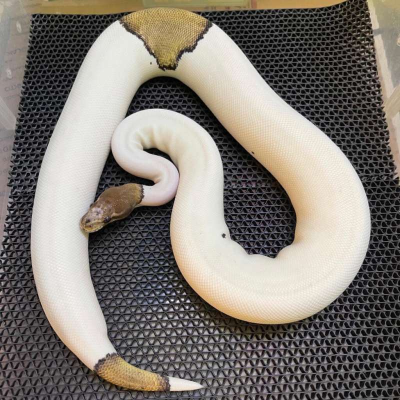 F blackpastel mojave scaleleshead pied