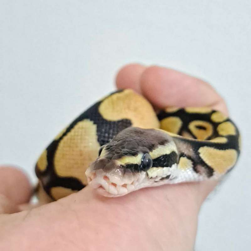 Ball Python Pastel