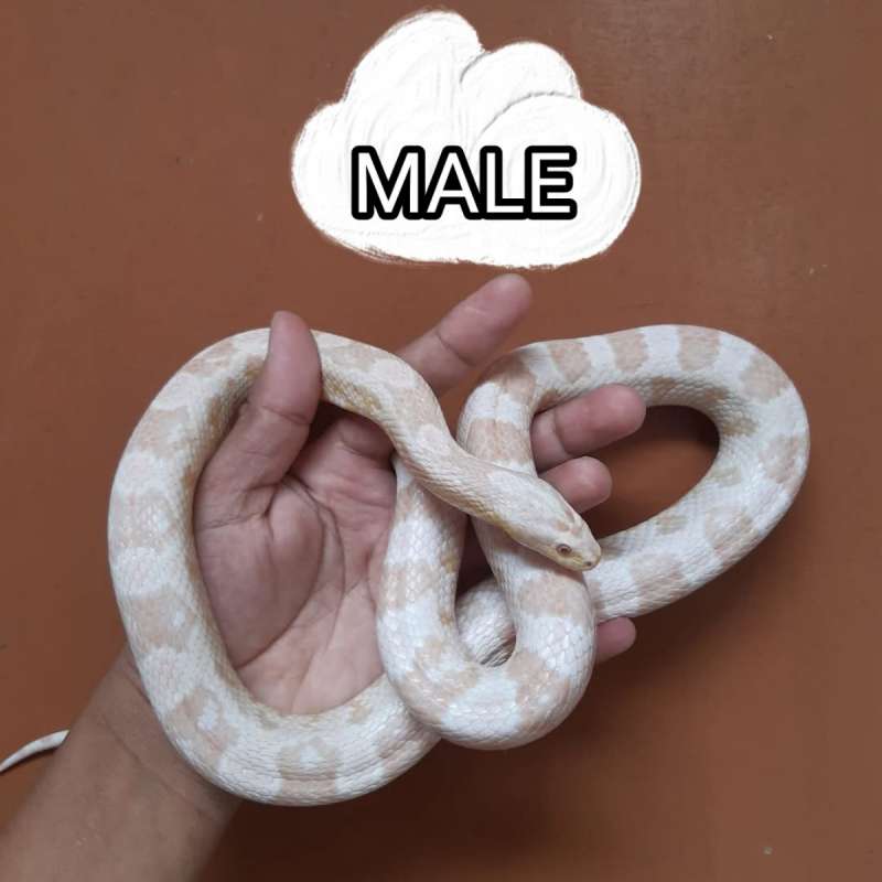 CS Snow dewasa male