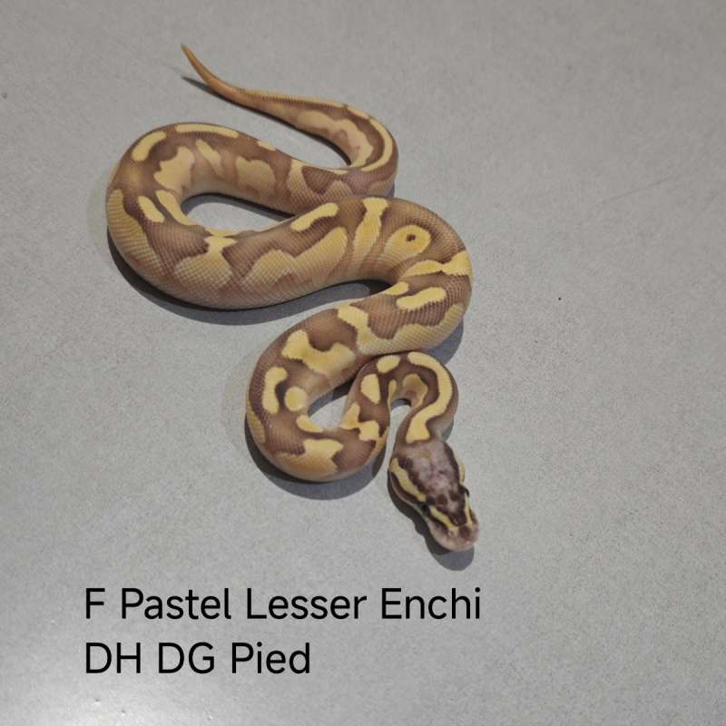 Pastel Lesser Enchi DH DG Pied