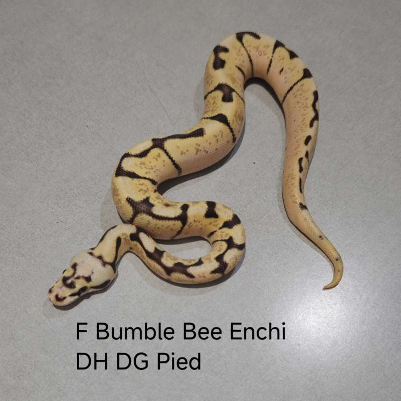 Bumblebee Enchi DH DG Pied