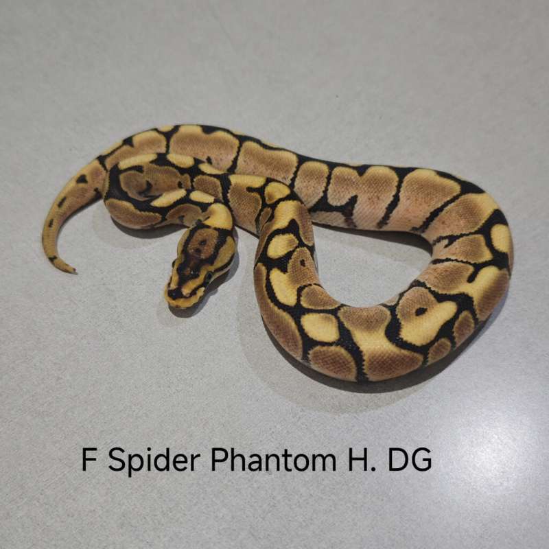 Spider Phantom Het DG