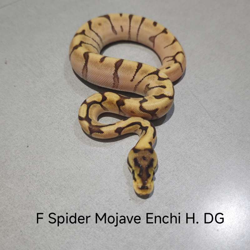 Spider Mojave Enchi Het DG