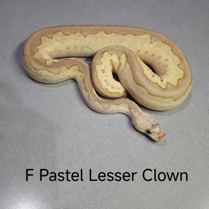 Pastel Lesser Clown