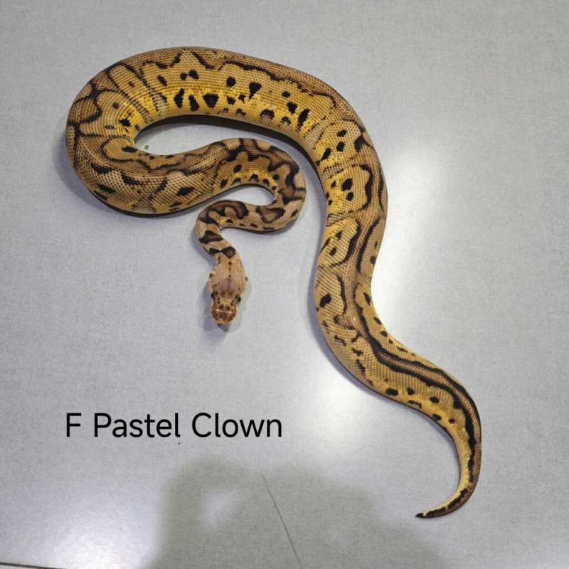 Pastel Clown