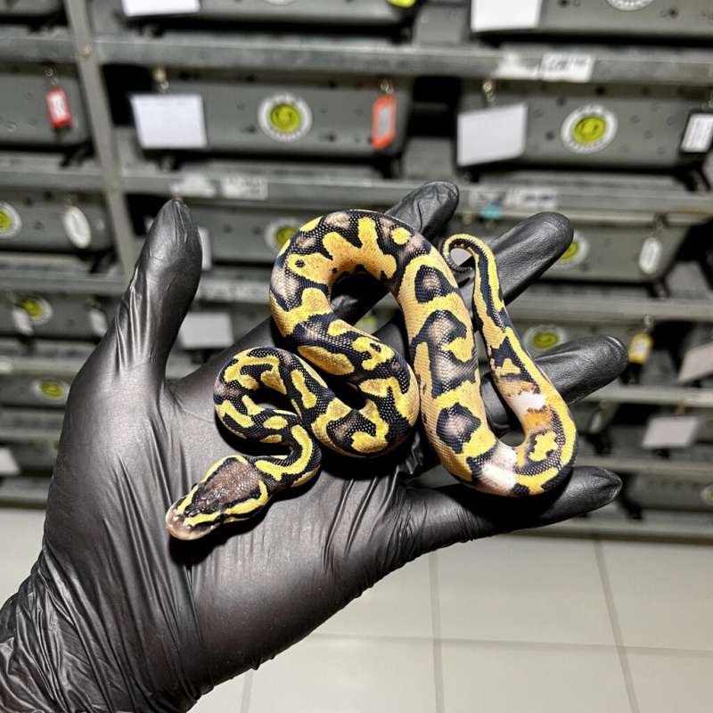 (M) Pastel Yellow Belly 50% het Desert Ghost