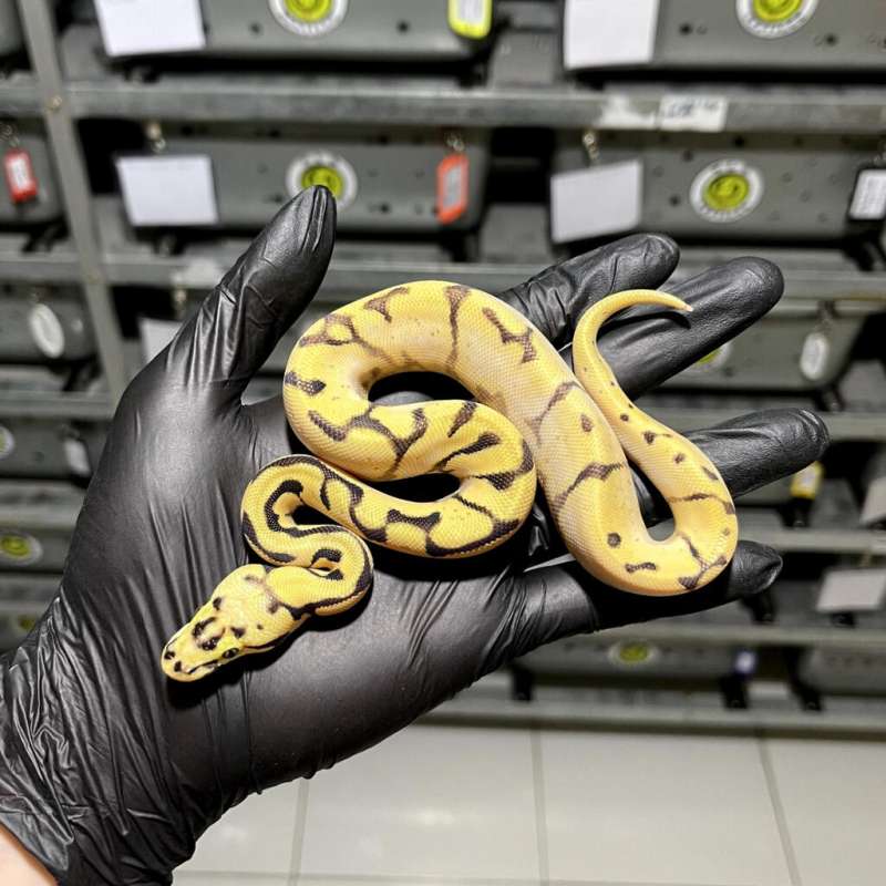 (M) Pastel Pinstripe Spider Yellow Belly Enchi/OD 50% ph DG