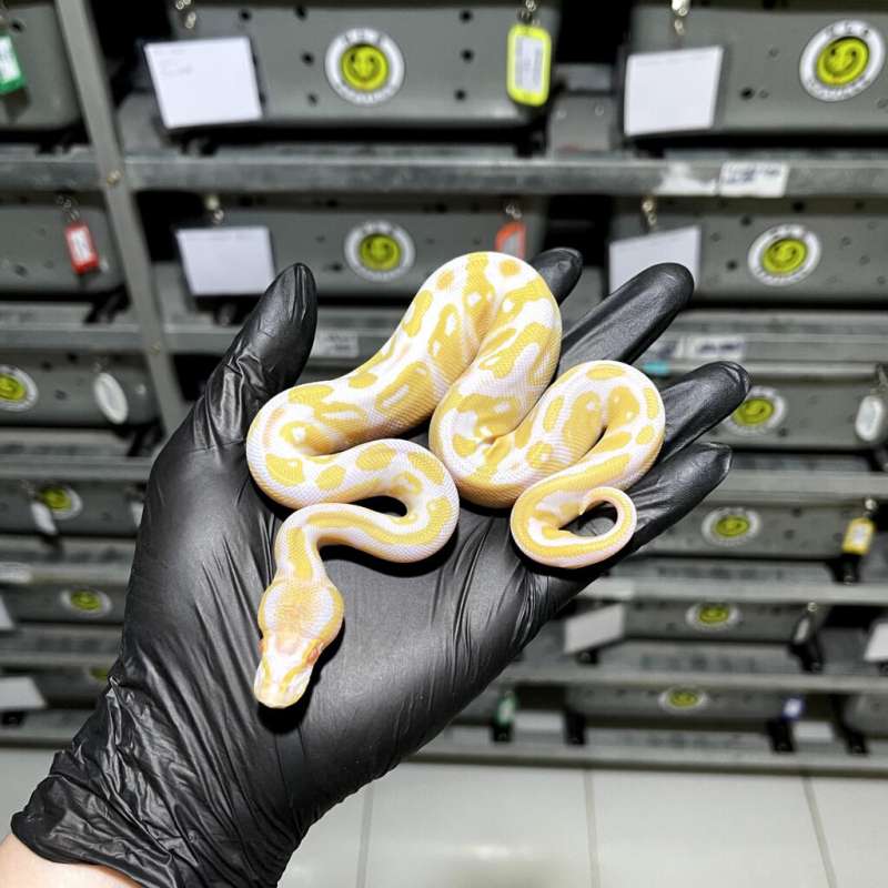 (M) Albino 100% het Pied