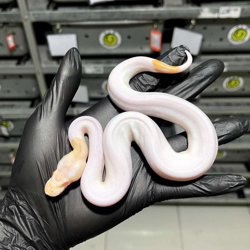 (F) Cinnamon Albino Pied