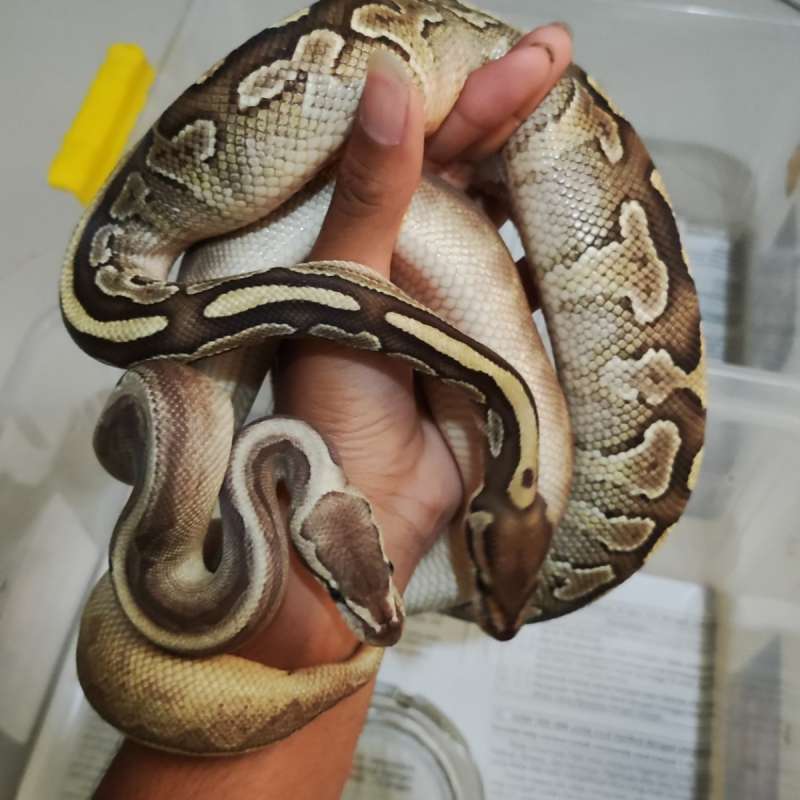 2 ek Ball python ; female Butter ghi pins, dan Male butter