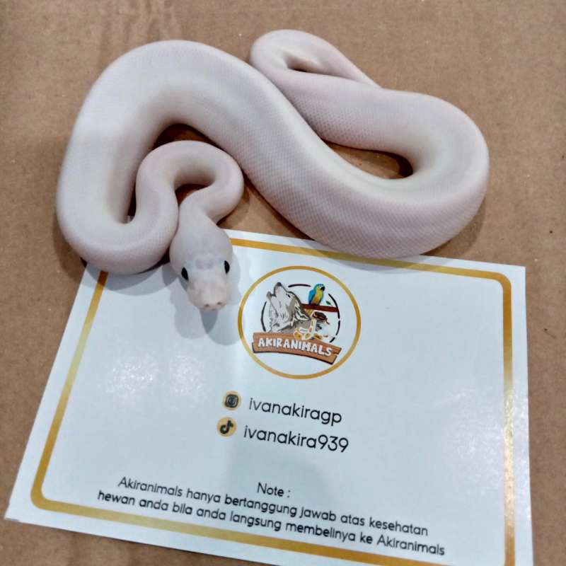 Spider Pied poss Black Pewter Mojave Orange Dream Ball Python [240206M]