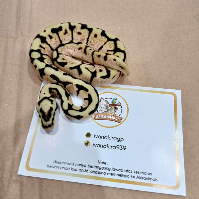 Orange Dream Spider het Pied Ball Python [240207M]