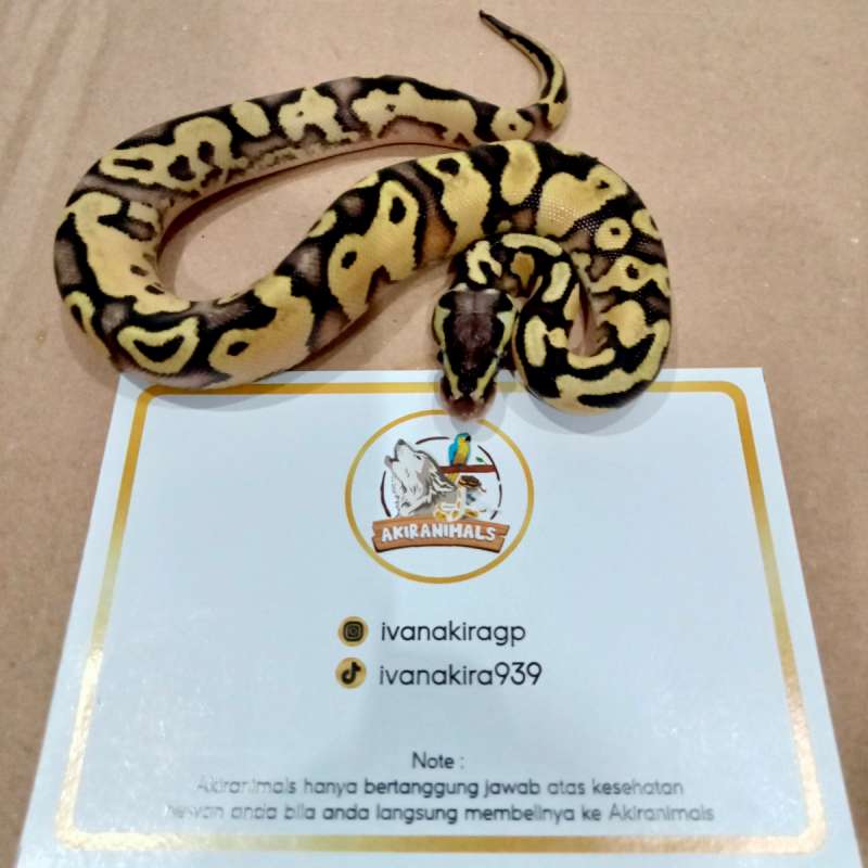 Pastel Yellow Belly het Lavender Pied Ball Python [240107M]