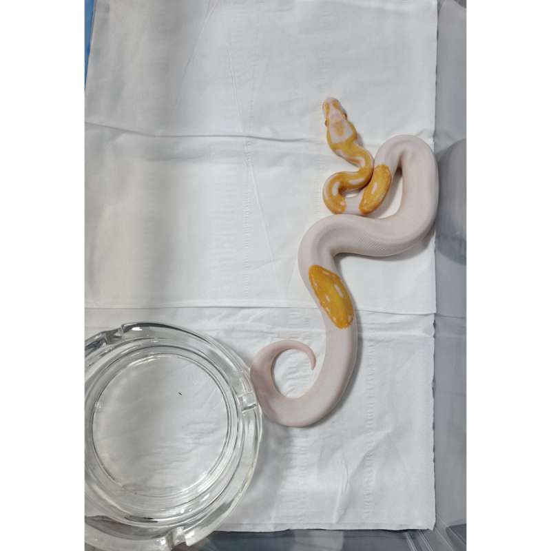 Albino Pied Male Ball Python