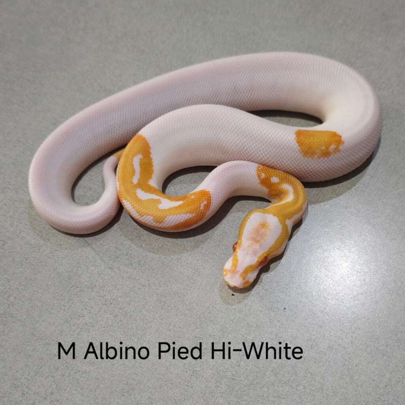 Albino Pied High White