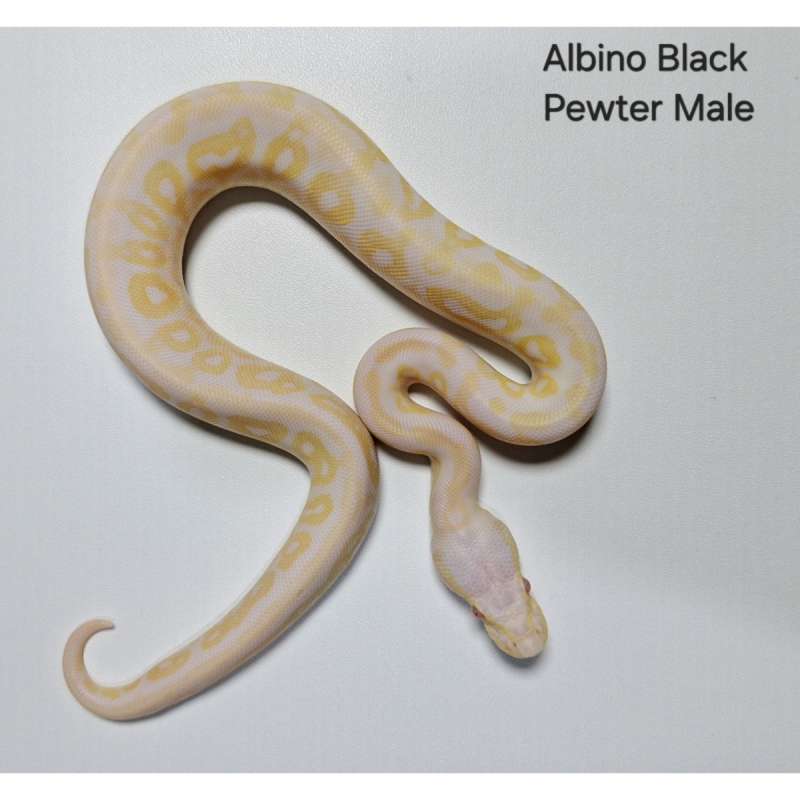 Albino Black Pewter Male