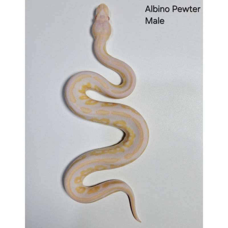 Albino Pewter Male