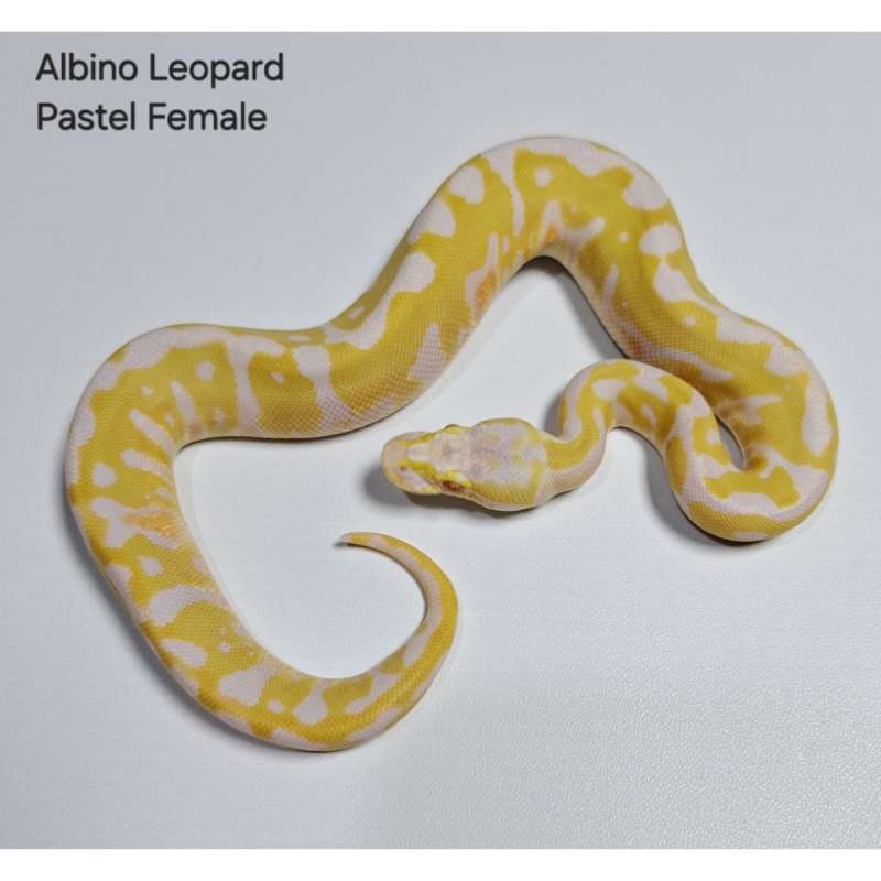 Albino Leopard Pastel