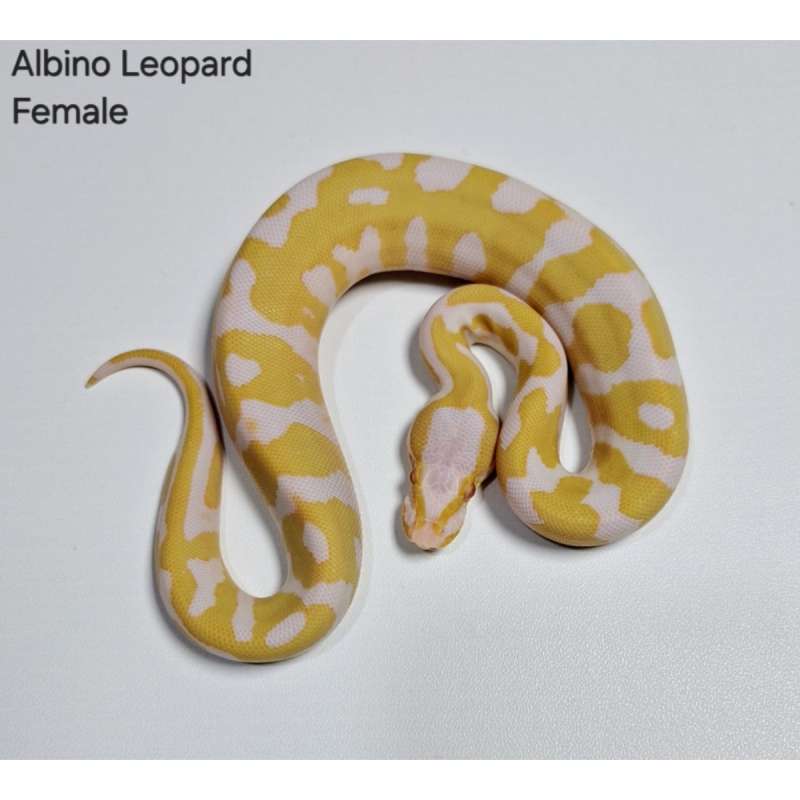 Albino Leopard