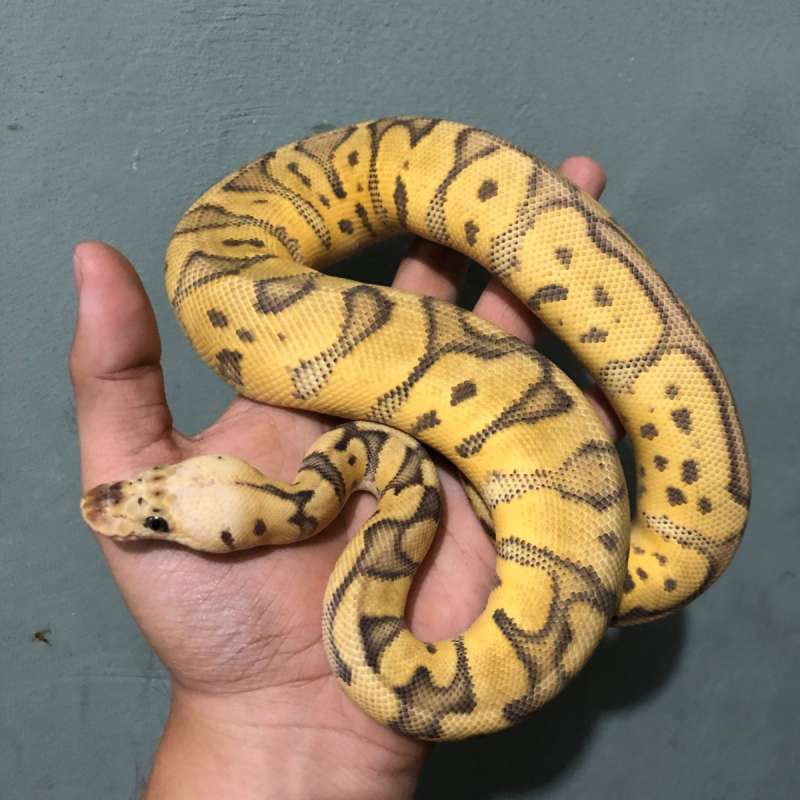 Super pastel clown