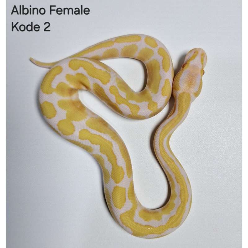 Albino