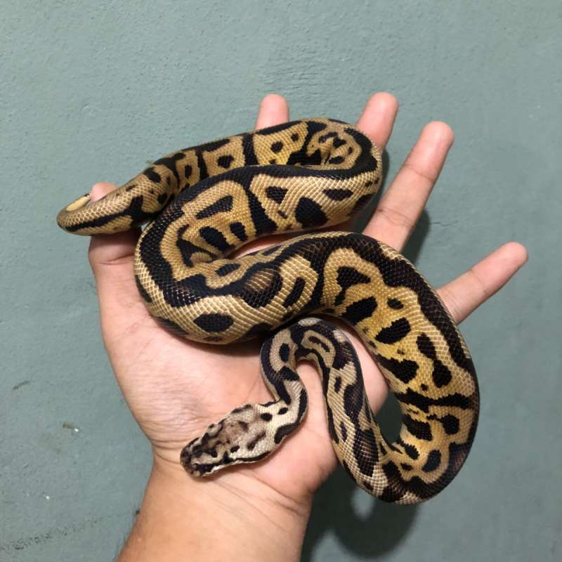 Pastel leo spotnose het clown