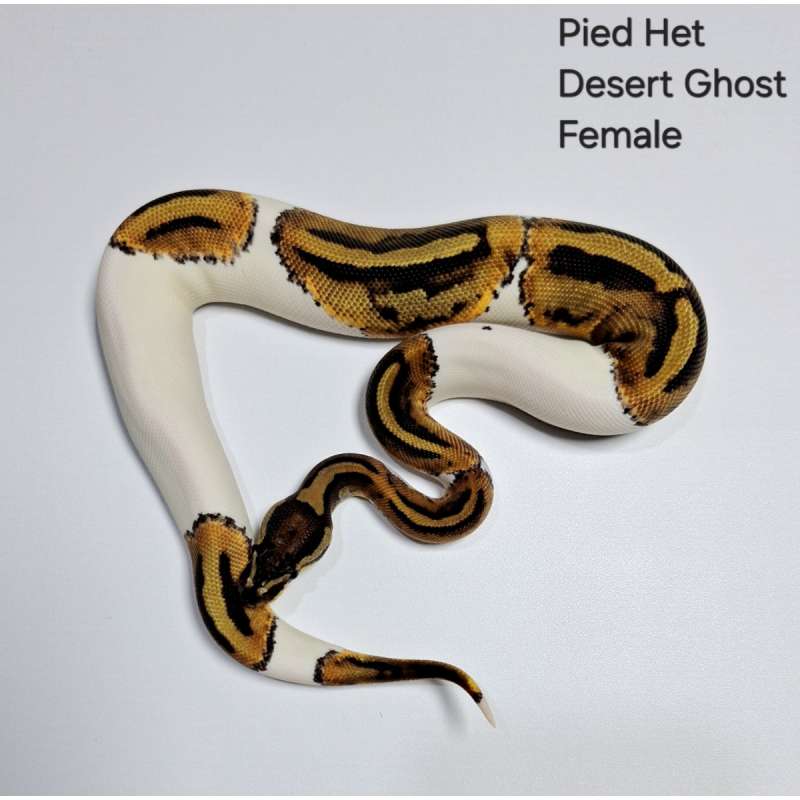 Pied Het Desert Ghost Female