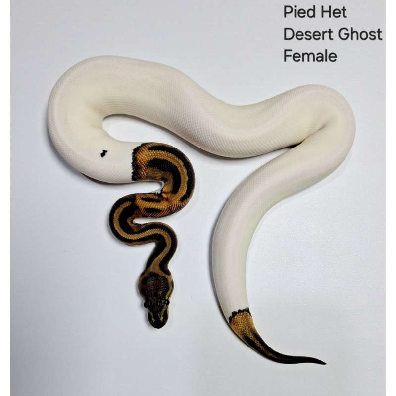 Pied Het Desert Ghost Female