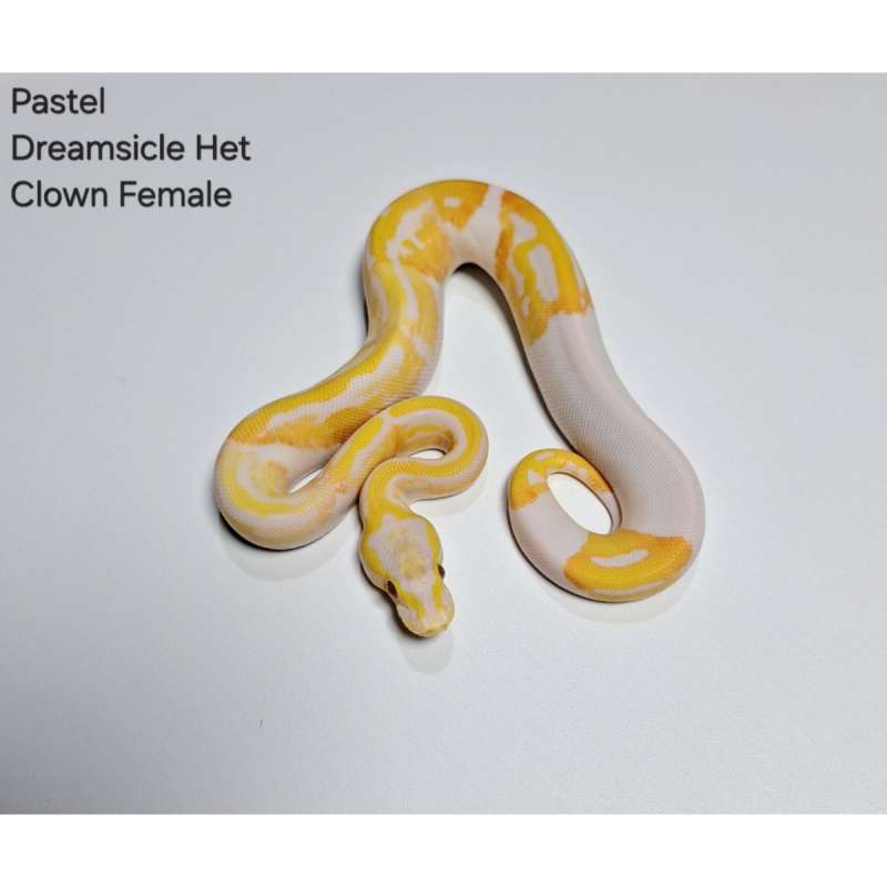 Pastel Dreamsicle Het Clown Female