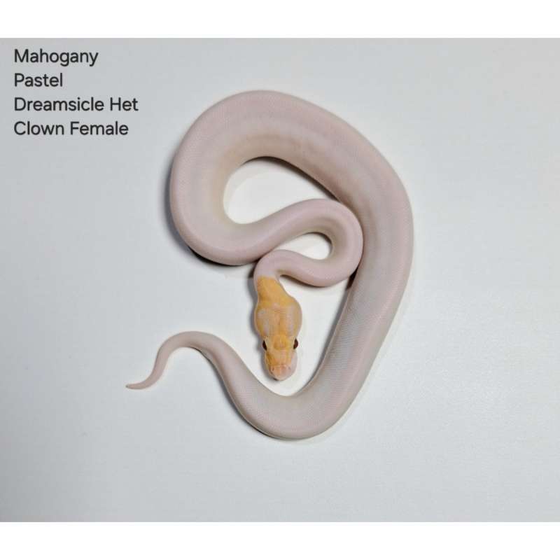 Mahogany Pastel Dreamsicle Het Clown Female