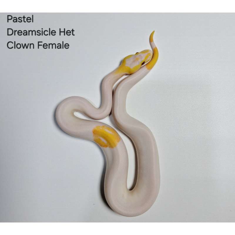 Pastel Dreamsicle Het Clown Female