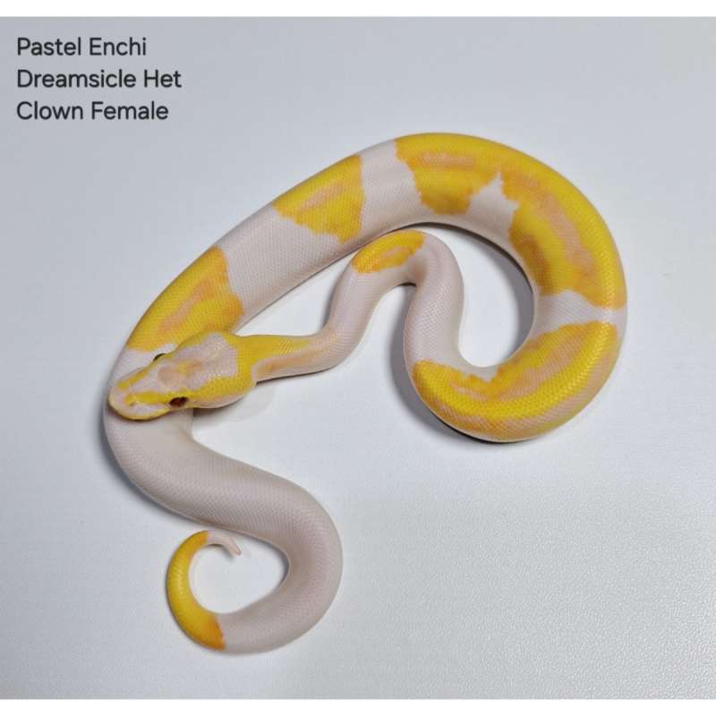 Pastel Enchi Dreamsicle Het Clown Female