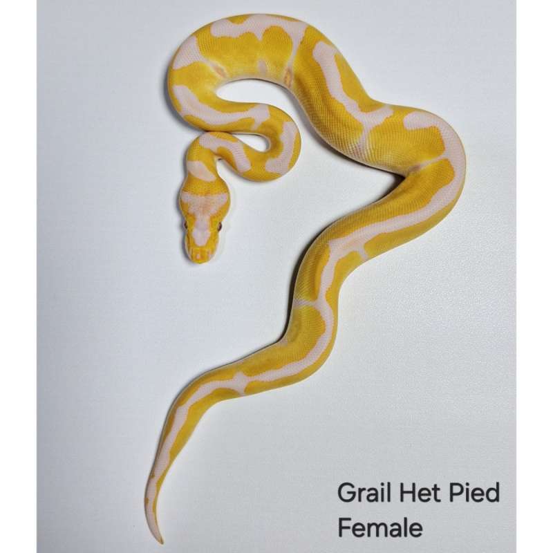 Grail Het Pied Female