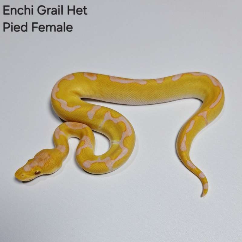 Enchi Grail Het Pied Female