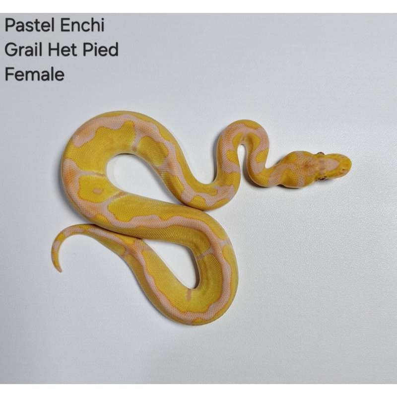 Pastel Enchi Grail Het Pied Female