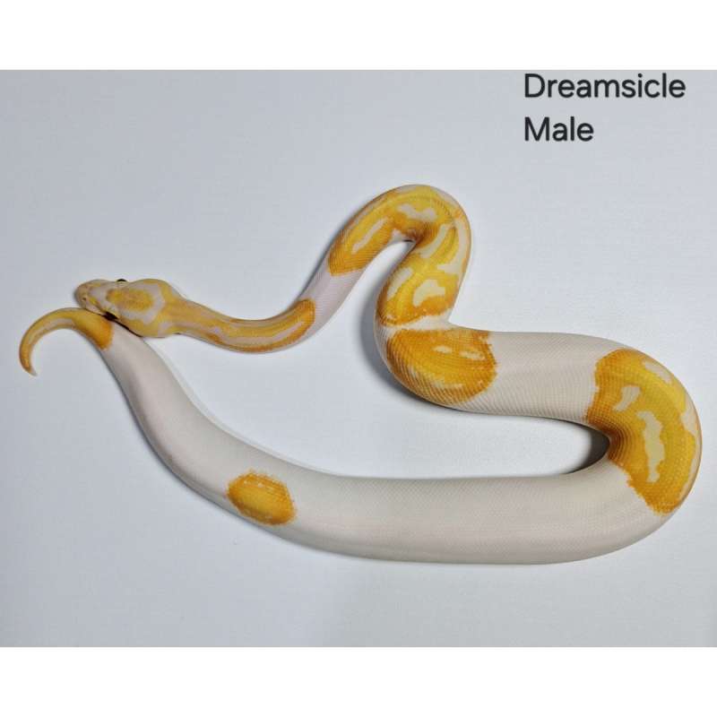 Dreamsicle Male