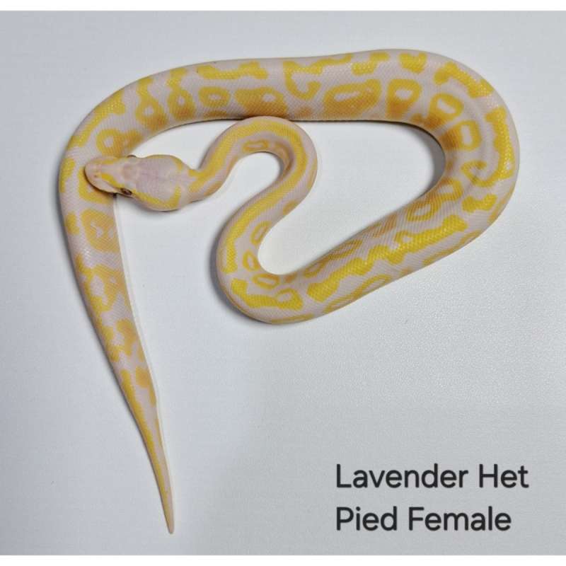 Lavender Het Pied Female