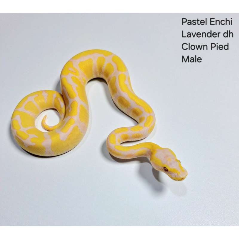 Pastel Enchi Lavender Dh Clown Pied Male