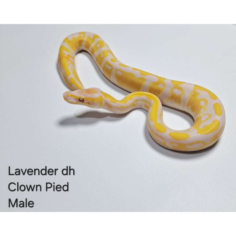 Lavender dh Clown Pied Male