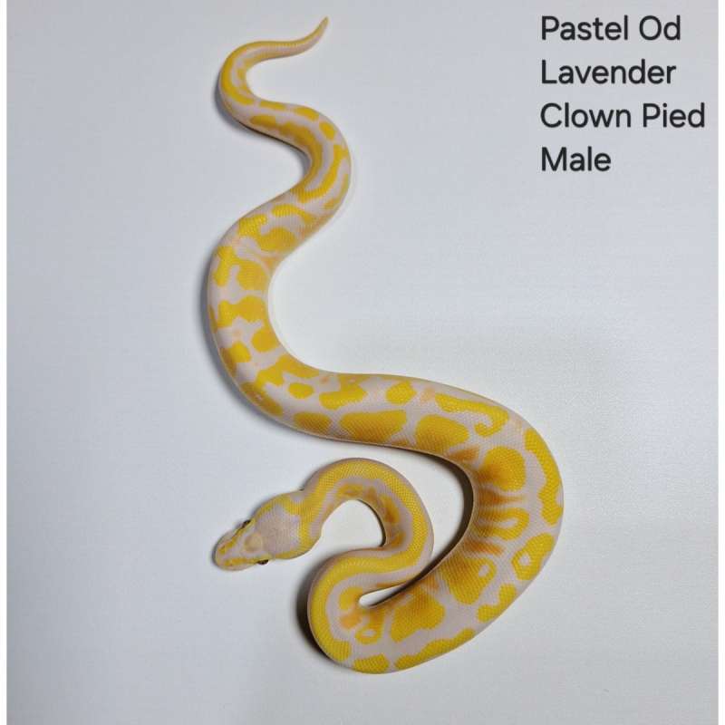 Pastel OD Lavender dh Clown Pied Male