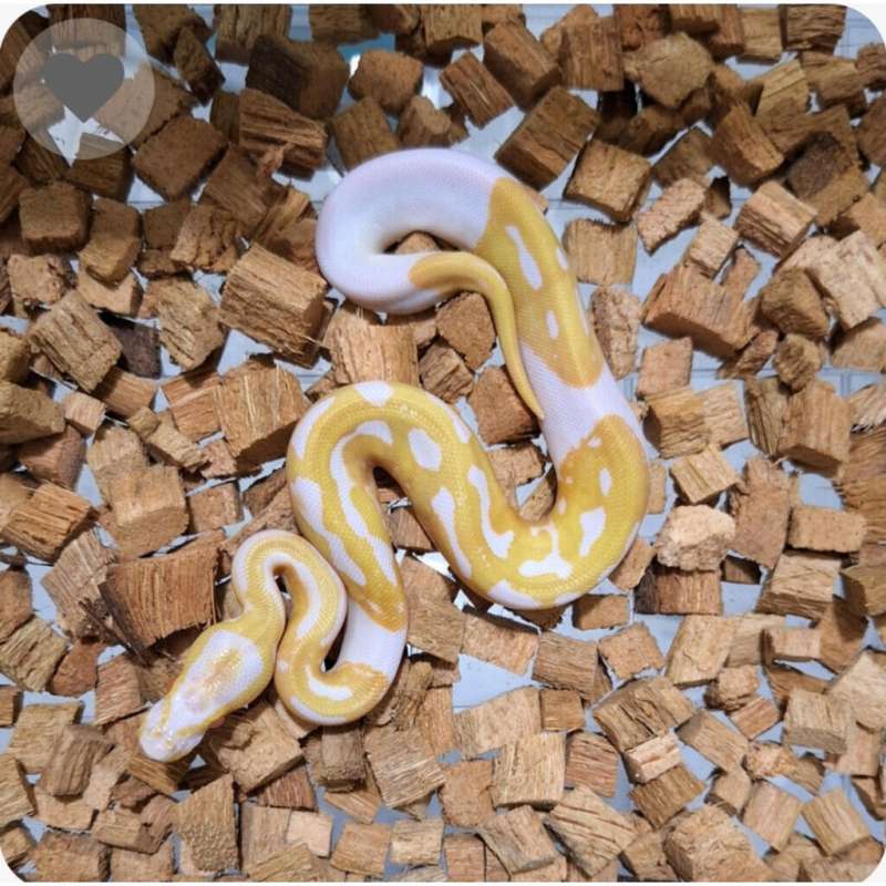 Albino Pied Female