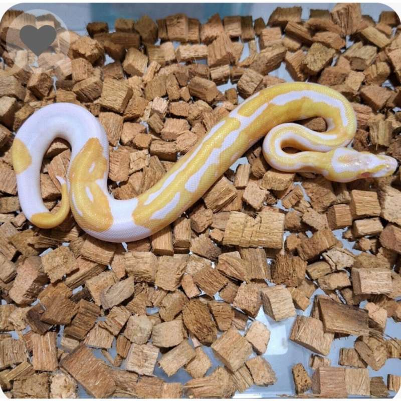 Albino Pied Female